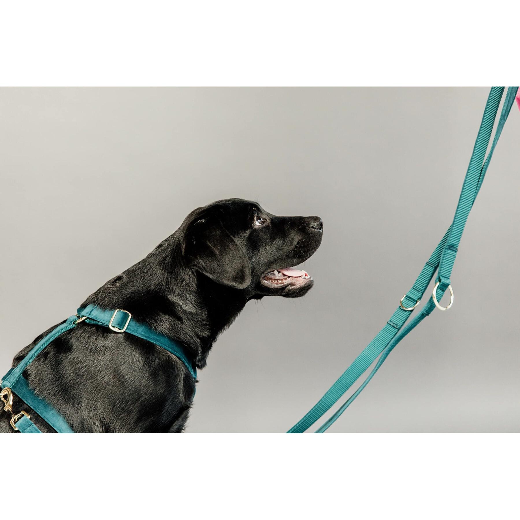 Dog leash Kentucky Velvet 200 cm