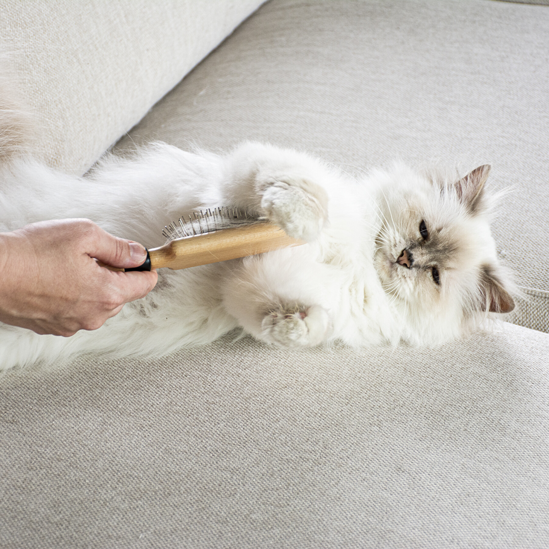 Cat brush with needles D&D Home April