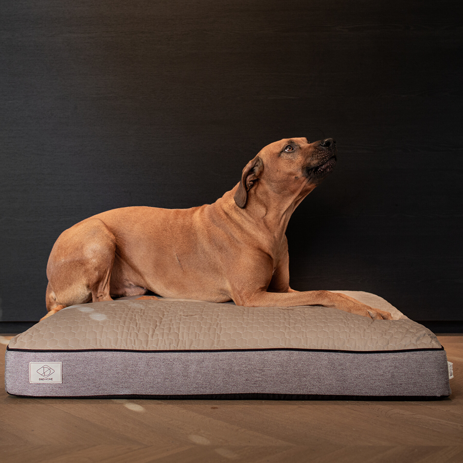 Dog mattress D&D Home Celia