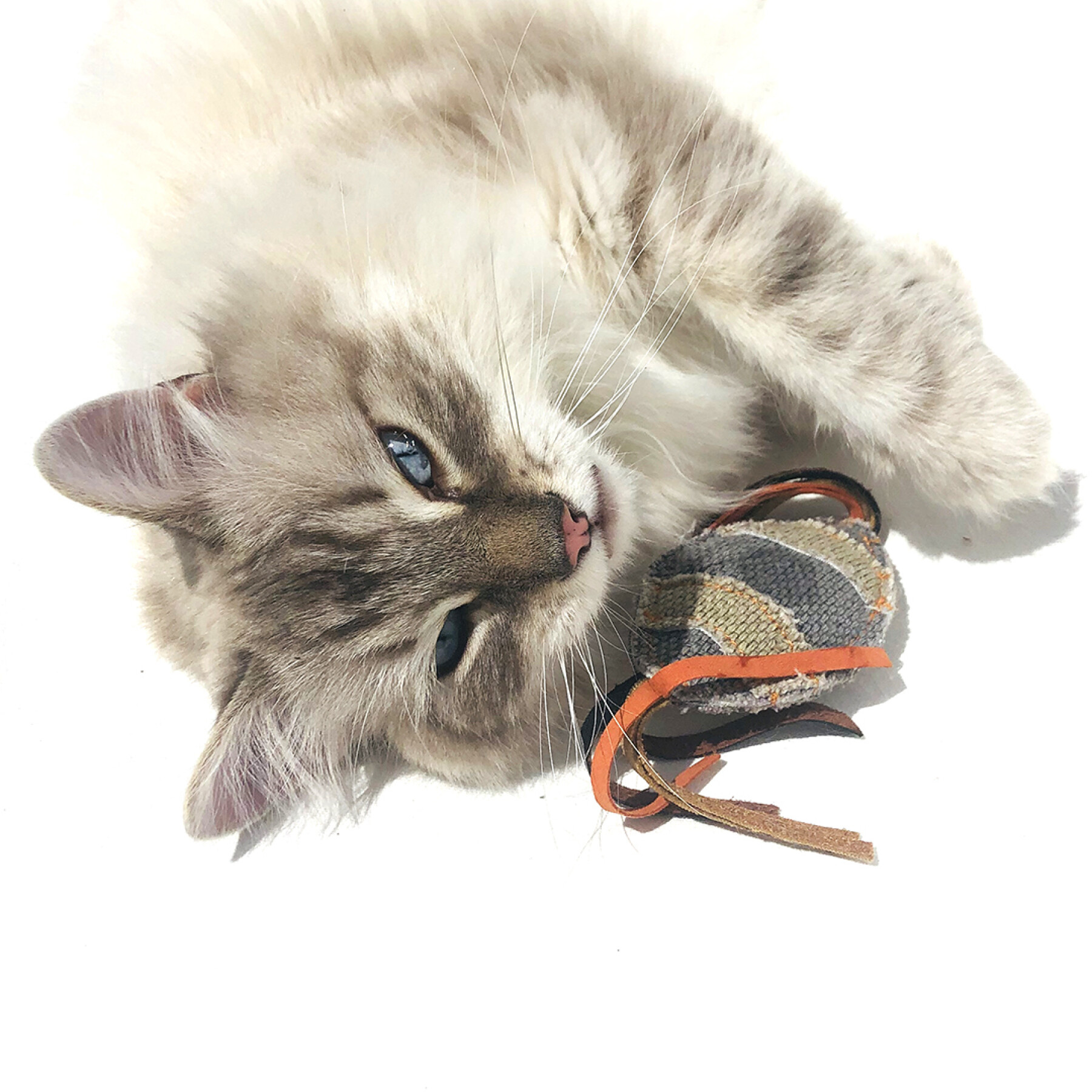 Cat toys Duvoplus Canvas rugby