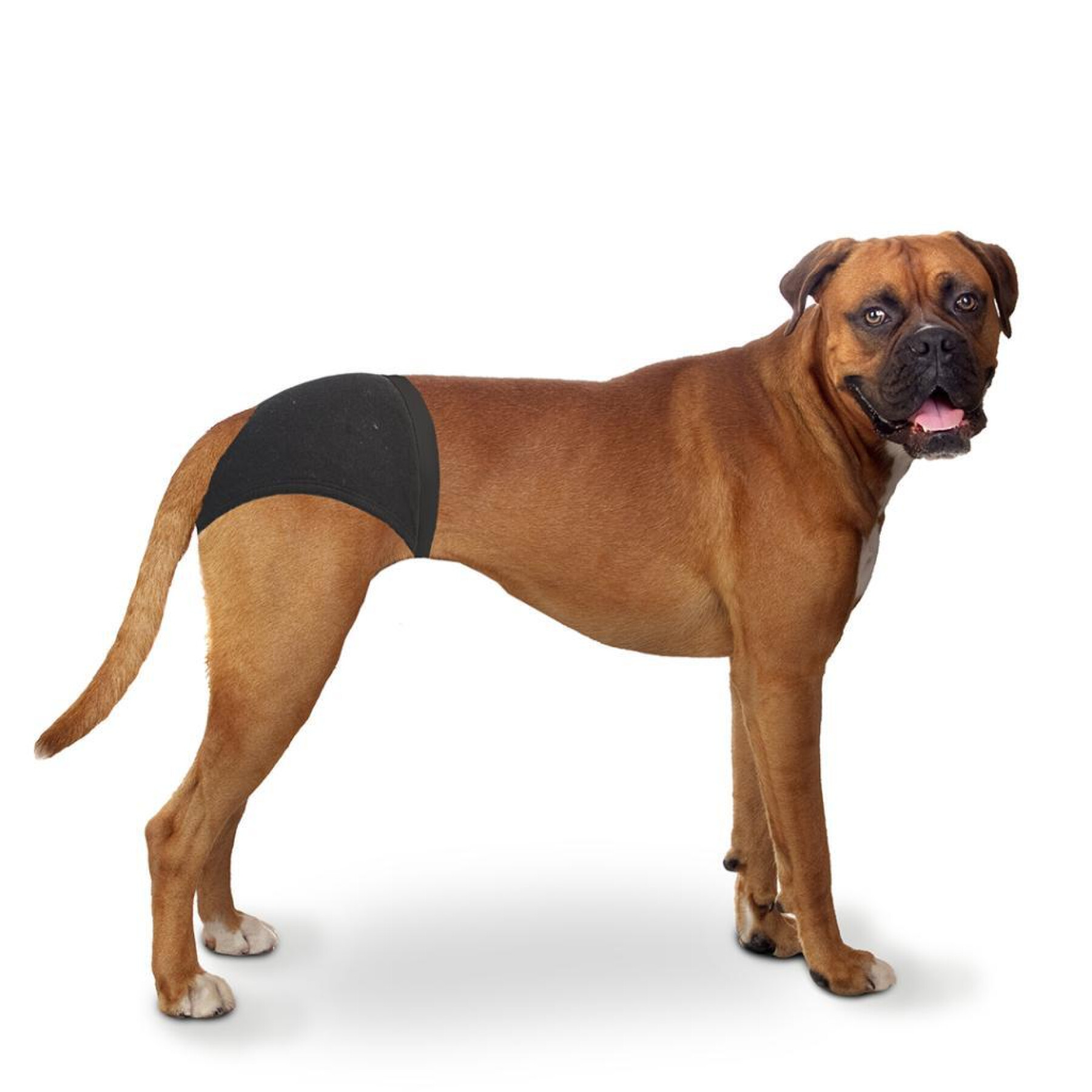 Protective panty for dogs Duvoplus
