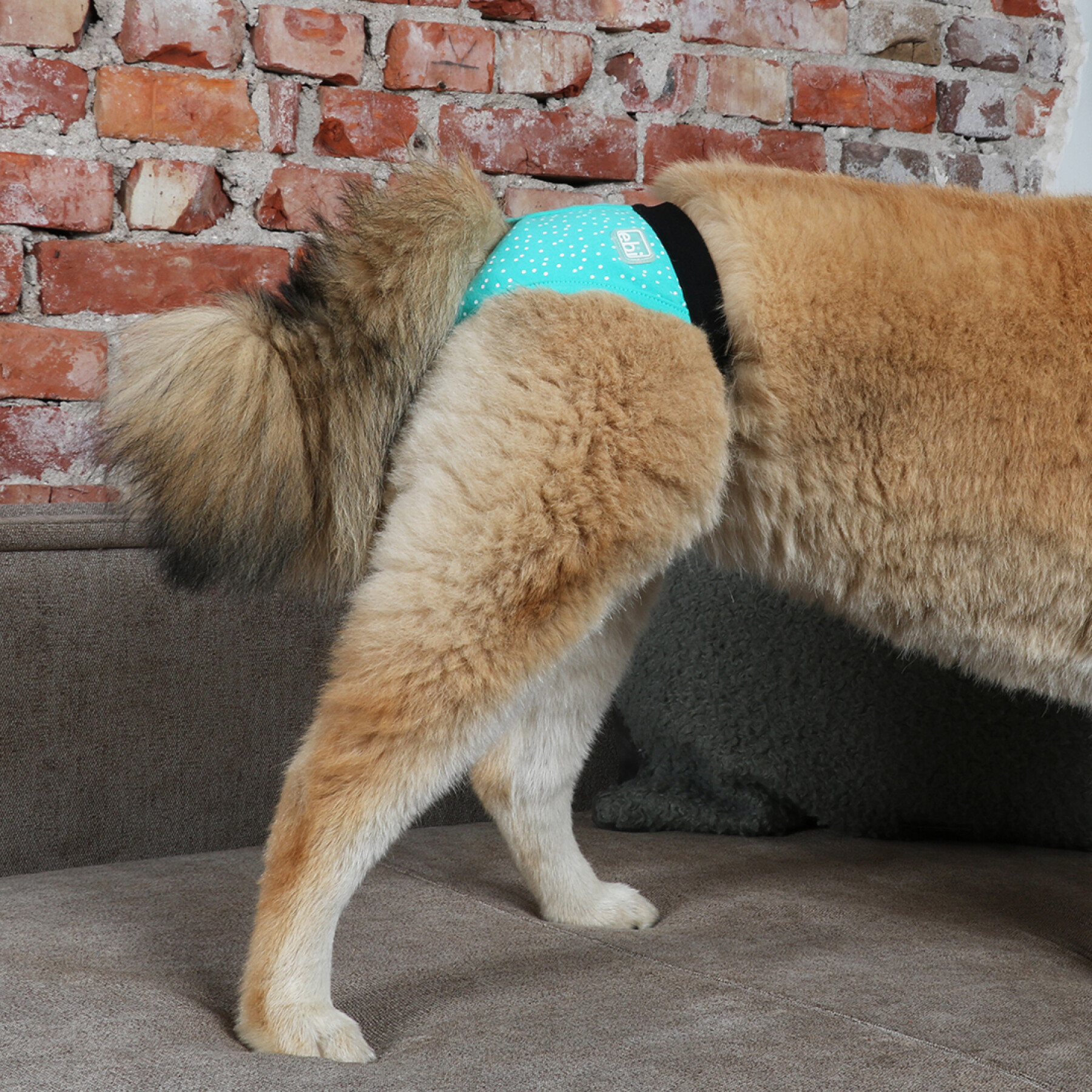 Protective panty for dogs Ebi