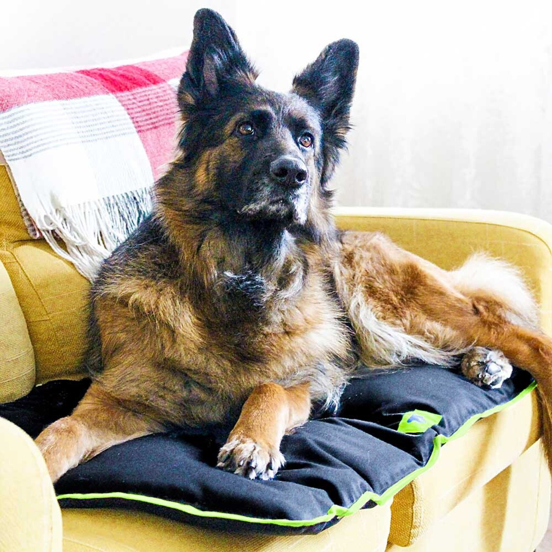 Cushion for dog Ferplast Jolly 110
