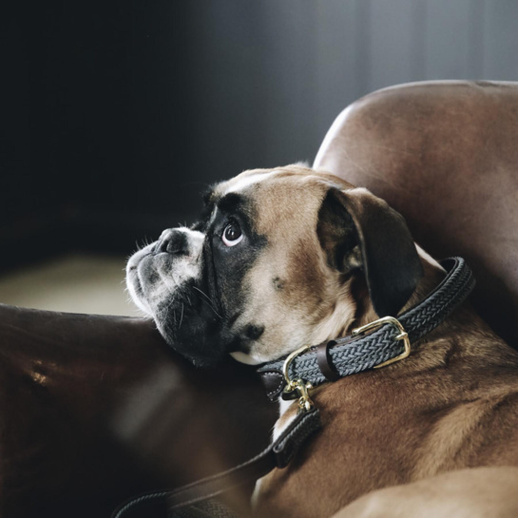 Dog collar made of nylon Kentucky