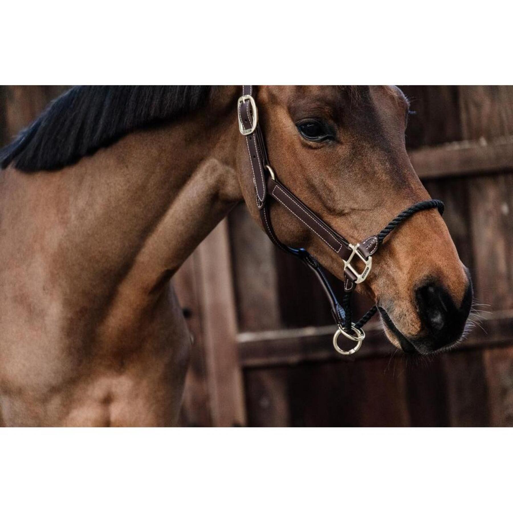 Leather halter for horses Kentucky reins