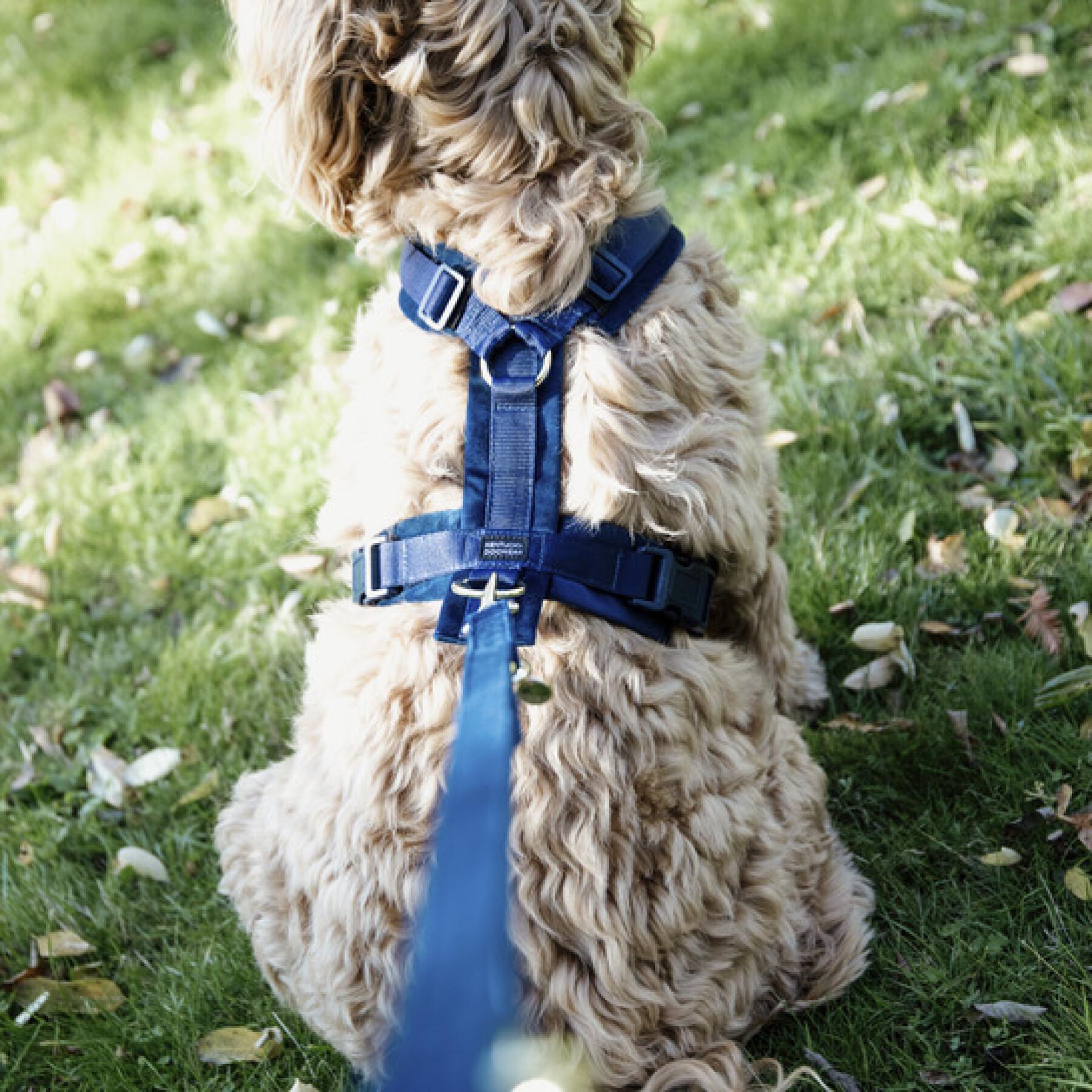 Harnais pour chien ajustable velvet chien actif - KENTUCKY DOGWEAR