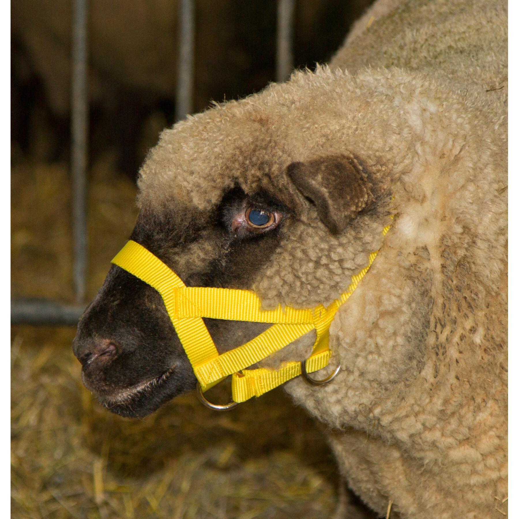 Sheep halter nylon with chin strap Kerbl