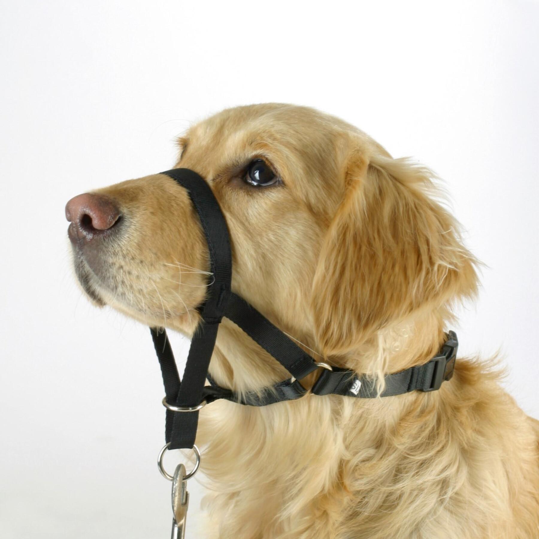 Training collar for dogs Kerbl Maxi Coach