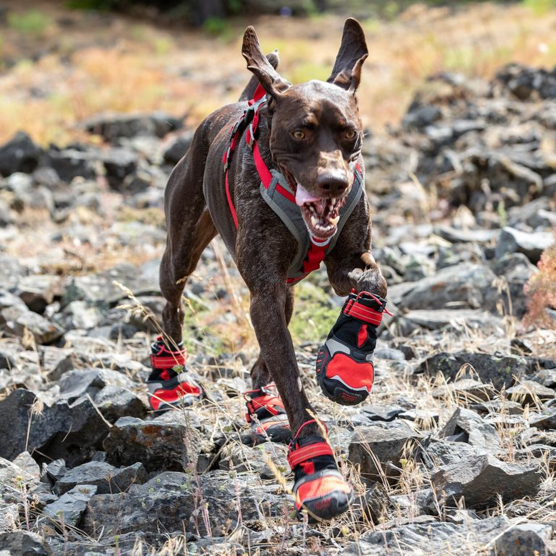 Trail shoes for dogs Kurgo Blaze (x2)