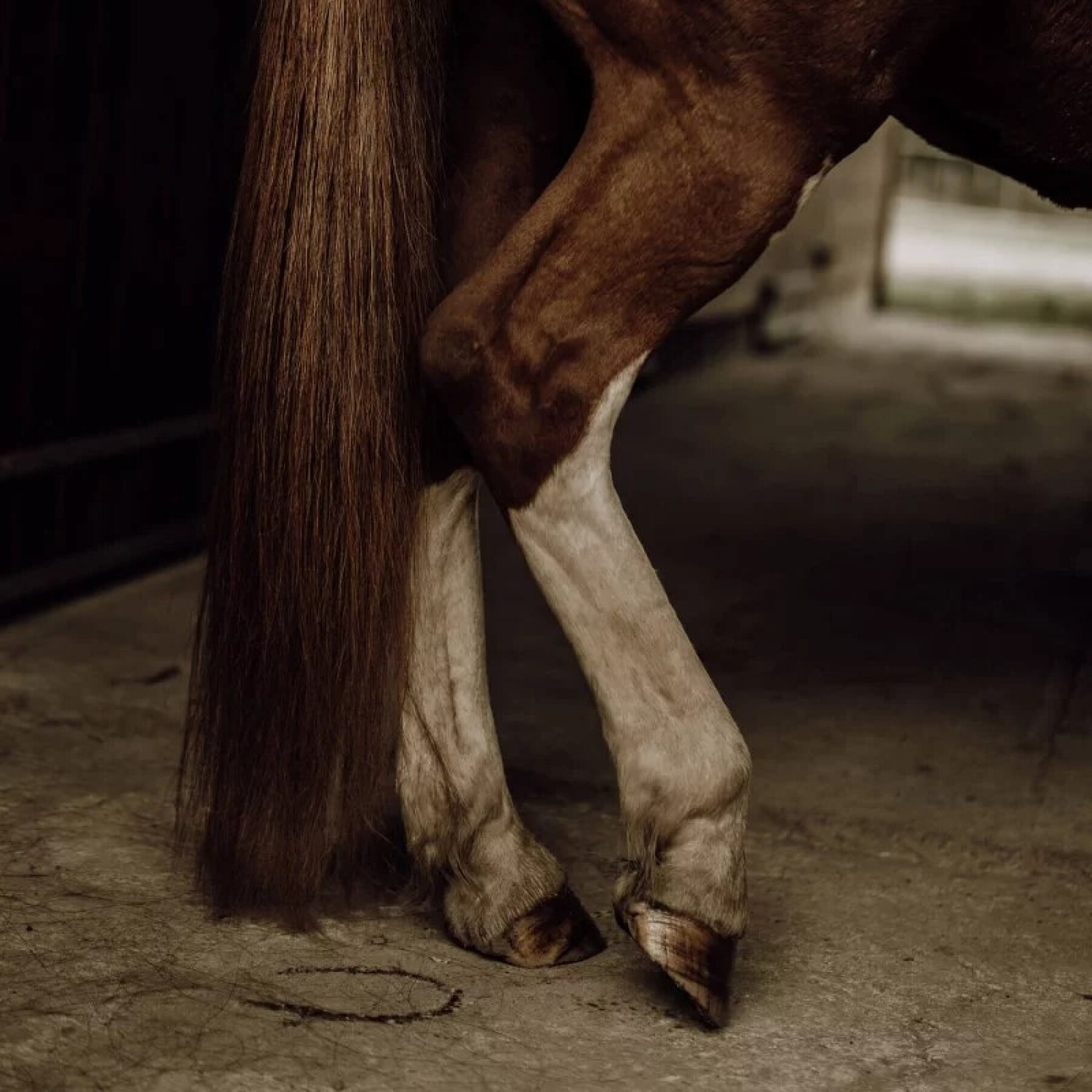 Natural horsehair detangler Nellumbo