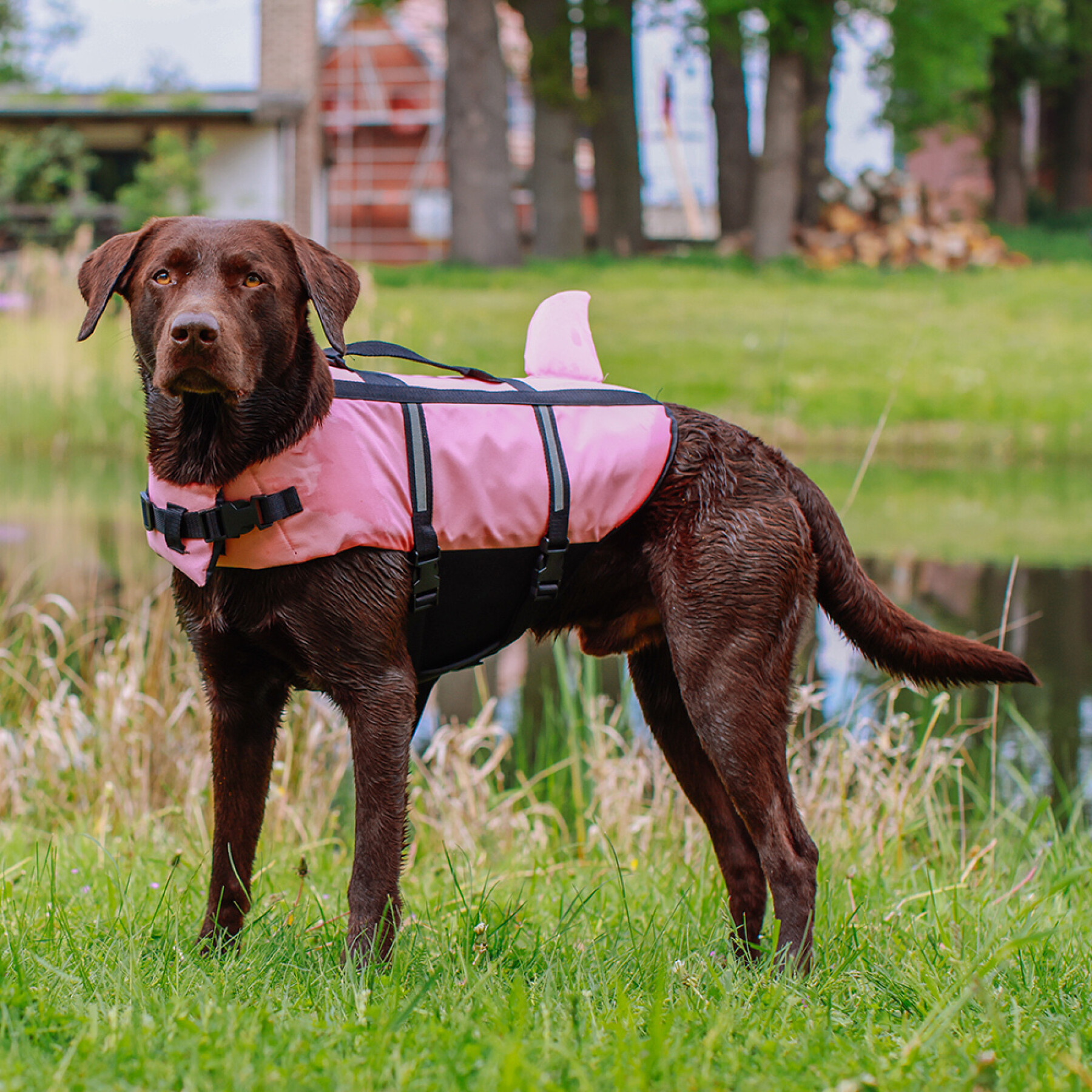 Dog life jacket Nobby Pet Sharki