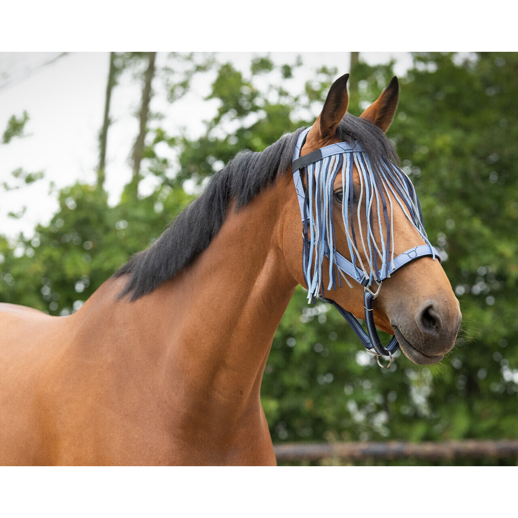 Anti-fly browband for horse QHP Collection