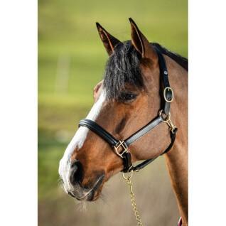 Lined leather halter for horses HFI Raised
