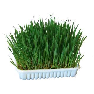 Gnawing Grass - wheat/oats/barley Kerbl