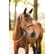 Leather halter for horses Horze B Vertigo Evolve