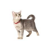 Cat collar Bobby Flex