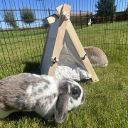 Cage for rodents and rabbits Duvoplus Carrot Tipi