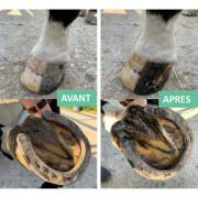 Dry hoof bucket ointment for horses Ekin