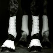 Horse gaiters Equilibrium S&F Simples