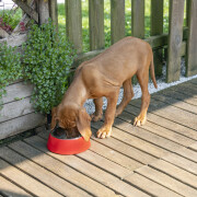 Dog and cat bowls Ferplast Jolie