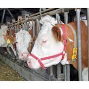 Presentation halter for cattle Kerbl