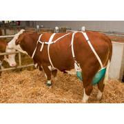 Teat protection net with straps Kerbl