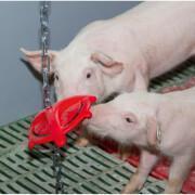Biting disc for piglets with suspension chain Kerbl