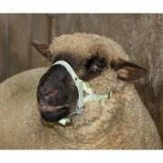 Leather halter for sheep Kerbl
