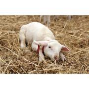 Sheep/lamb hindrances Kerbl