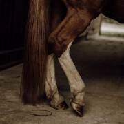 Natural horsehair detangler Nellumbo