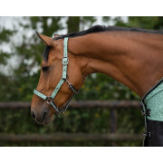 Halter for horse QHP Collection